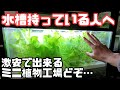 【水耕栽培大学】1,000円で出来る！？ミニミニ植物工場を始めよう！！空いている水槽を持ってる人はチャンス