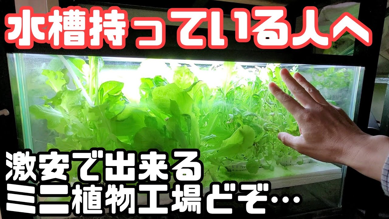 水耕栽培大学 1 000円で出来る ミニミニ植物工場を始めよう 空いている水槽を持ってる人はチャンス Youtube