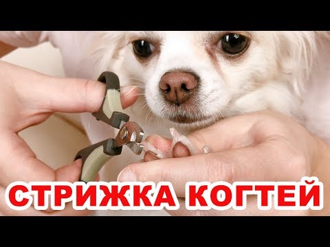 Как правильно стричь когти собаке. Быстро и легко.