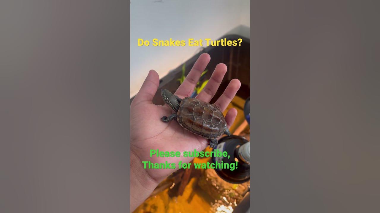 Do Snakes Eat Turtles 🐍 aquaticanimals turtle snake reptile 