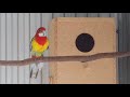 Eastern Rosellas Meet And Don&#39;t Get Along