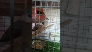 baby 🐥🐥 in Java Sparrow  🐦🐦‍⬛♥️#birds #javasparrow #javabird #java