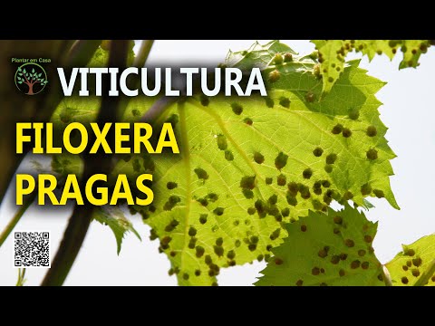 Vídeo: Pragas da videira - Saiba mais sobre o controle de ácaros do broto de uva
