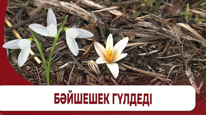 Ивановодан порно