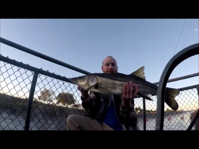 Quick Trick To Catch More Snook Using Paddletails