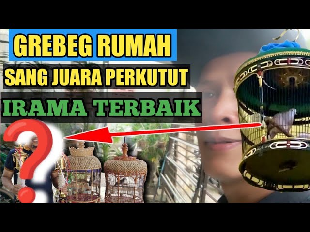 GREBEG RUMAH SANG JUARA PERKUTUT IRAMA TERBAIK‼️@arifinperkutut284 class=