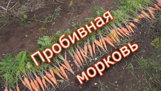 Какую морковь сажать. Твердая почва. Сорта моркови