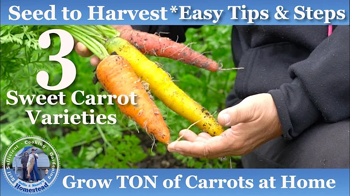 Growing Lots of Carrots from Seed to Harvest Plus ...