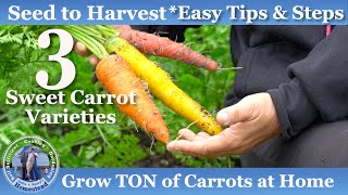 How to Grow TONs of Carrots from Seed to Harvest