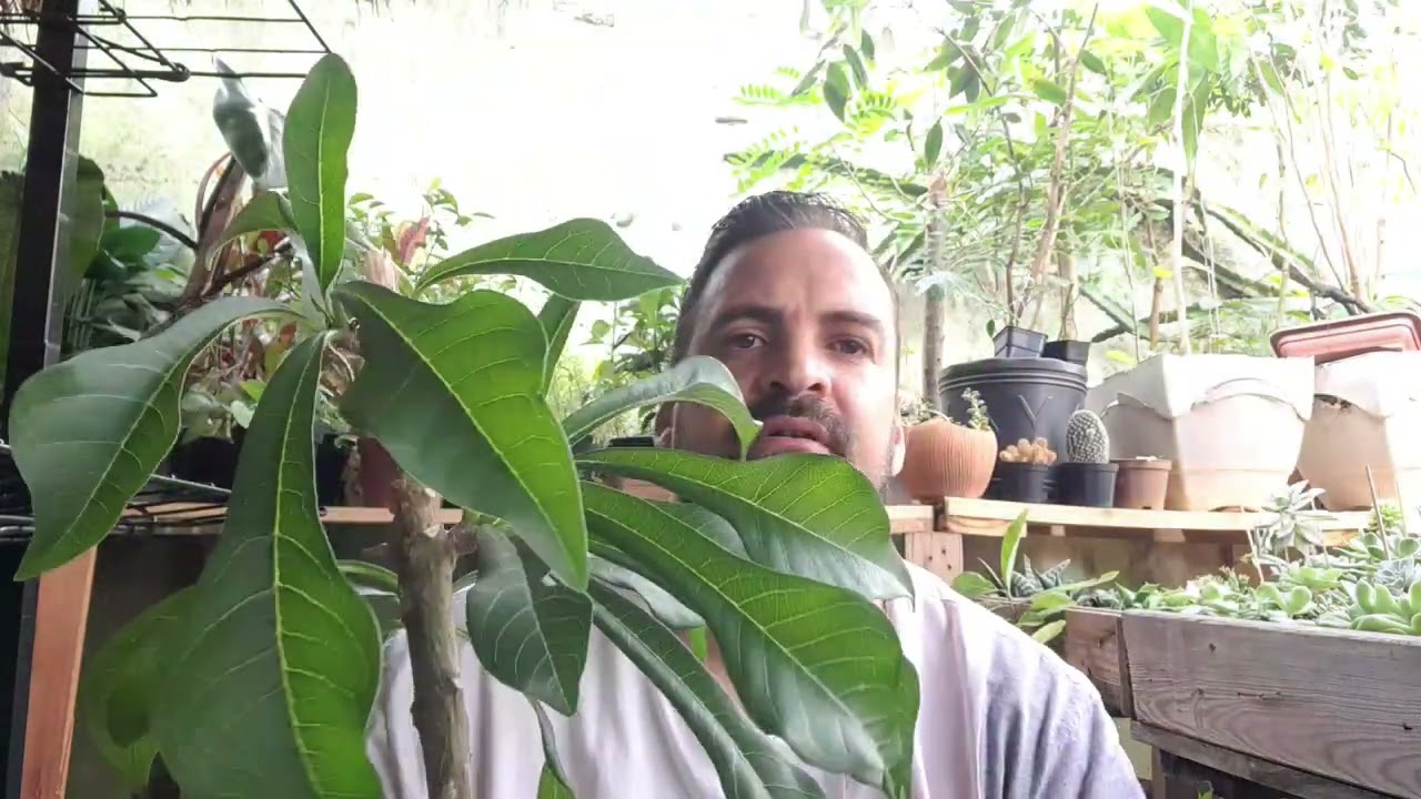 Muda de Jasmin do Caribe feito de estaca.