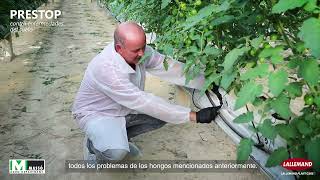 Control biológico de hongos de suelo en tomate con Prestop