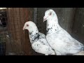 Indian high flying pigeon!! Madrasi pigeon!! Madrasi breeding pair old blood line!! Kolkata pigeon