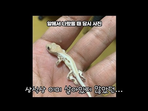 죽어서나온 <strong>도마뱀을</strong> 며칠간 마사지해줬더니...실화입니다