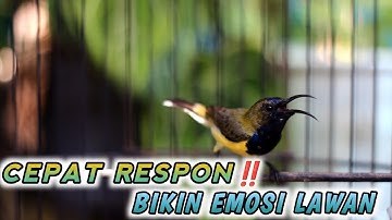 CUKUP 1 MENIT‼️SOGON NGRIWIK NEMBAK TAJAM PANCINGAN EMOSI SEMUA SOGON !!