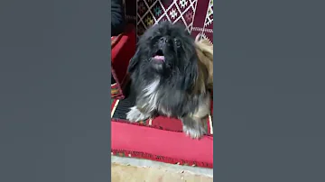 اصغرنا اسد اللهم لا حسد شوف اشرس كلب بيكنواه 