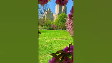 نيويورك الولايات المتحدة الامريكية Usa Flowers نيويورك امريكا 