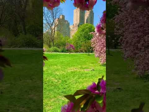 نيويورك الولايات المتحدة الامريكية Usa Flowers نيويورك امريكا