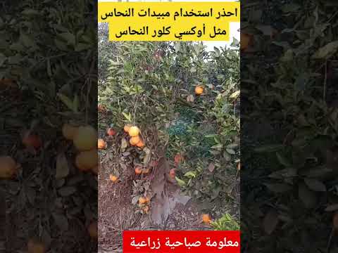 احذر استخدام مبيدات النحاس مثل أوكسي كلور النحاس وجميع المركبات النحاس لمكافحة الفطريات