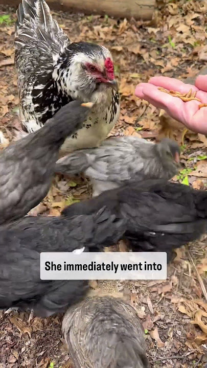 Our 11-year-old chicken adopted these baby chicks!