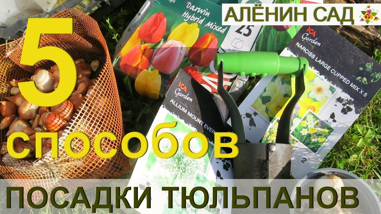 ⁣5 способов посадки тюльпанов / Что я сажаю в этом году?