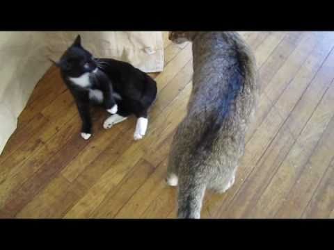 Randy And Mecca CAT FIGHT!!!