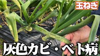 【納豆菌で病気退散】タマネギの病気【灰色カビ】【ベト病】【ソニック】