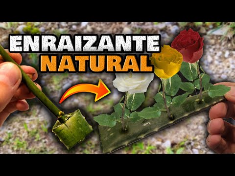 Video: Cómo Enraizar Una Rosa