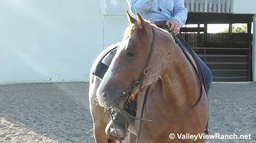 Bluez Cat - big stops, lead changes, working flag! - ValleyViewRanch.net