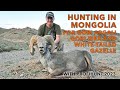 Hunting in Mongolia for Gobi Argali, Gobi Ibex and white tailed gazelle with ProfiHunt 2023