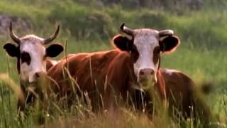 Earthlings 2005 Clip