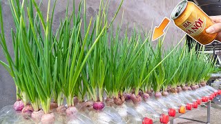 I simply grow green onions without soil, harvest after 10 days by Terrace garden ideas 3,369 views 2 months ago 9 minutes, 34 seconds