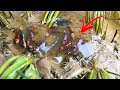 Unbelievable Amazing Hand Betta Fishing Video | Catching A Lot Of Betta Fish From Rice Field