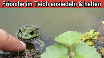 Wie fängt man einen Frosch im Teich?