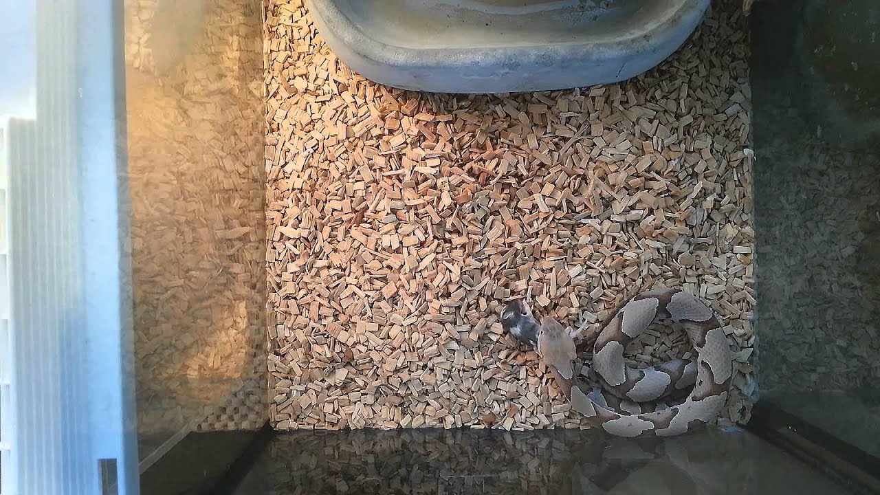 snake oil Copperhead (Agkistrodon contortrix) eats frozen mice