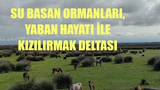 SU BASAN ORMANLARI✅ YILKI ATLARI ✅ YABAN HAYATIYLA BAFRA KIZILIRMAK KUŞ CENNETİ ✅ SU ÜSTÜNDE PAPATYA