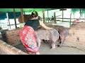 Wow.. Visit The Lady Teach Her Pig To Crossing/How Pig Breeding | Pig Meeting # Animal Channel KH