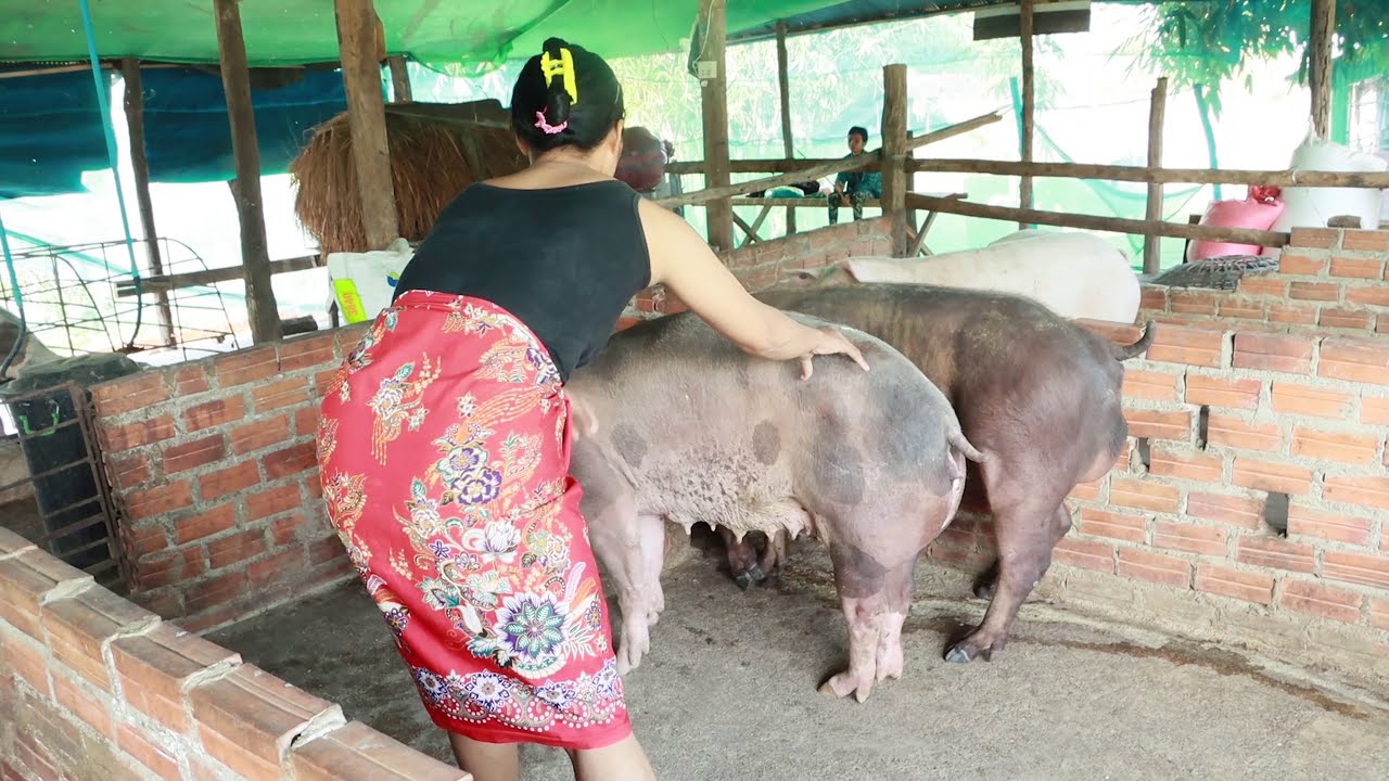 Wow.. Visit The Lady Teach Her Pig To Crossing/How Pig Breeding | Pig Meeting # Animal Channel KH