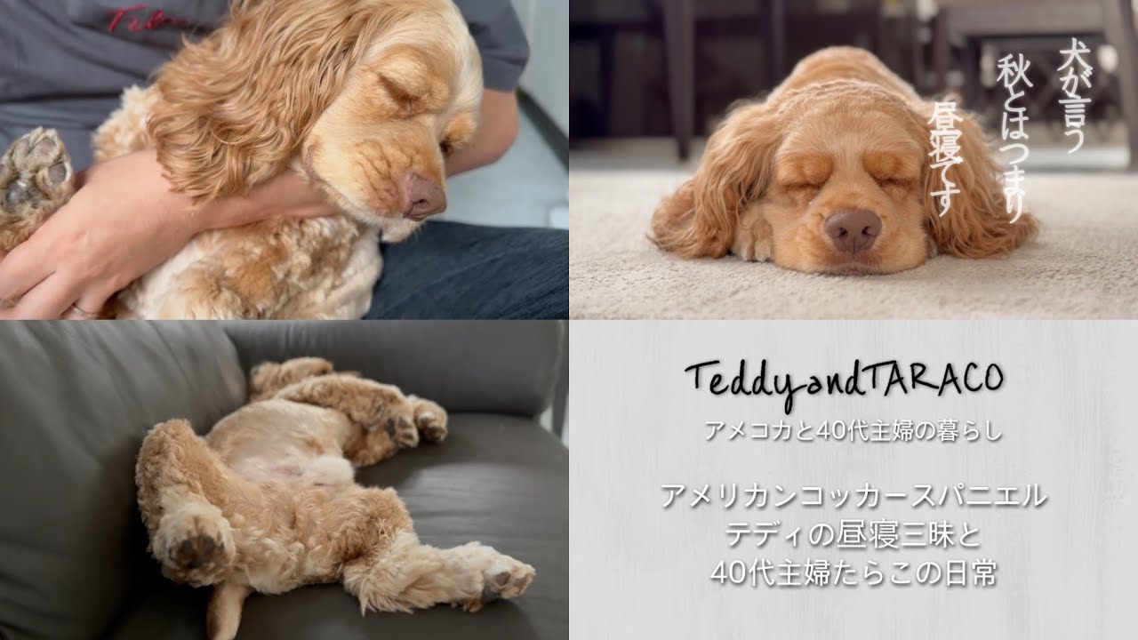 アメリカンコッカースパニエル テディの昼寝三昧と40代主婦たらこの日常