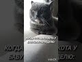 Бабуля голодным не оставит😅😺#Фединыбудни#юмор#кот#cat