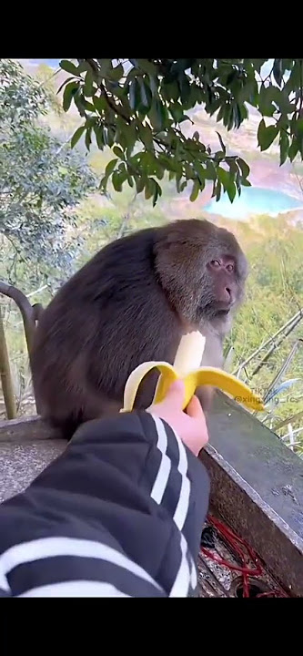Angry monkey #angry #monkey #funny #tiktok