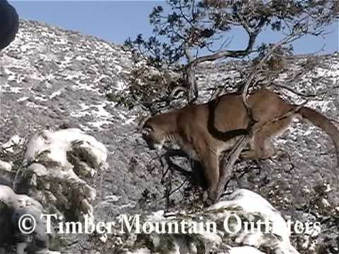 Southern Utah Lion Hunt on Beaver Mountain