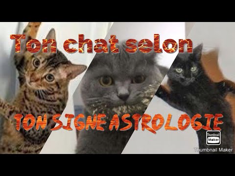 Vidéo: Quels Signes Du Zodiaque Conviennent Aux Chats