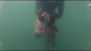 foggy day spearfishing at the westport jetty