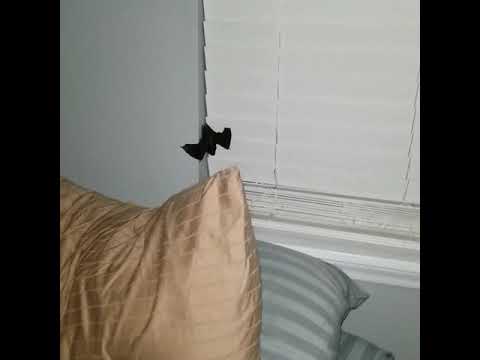 mike vazquez Bat in the bedroom