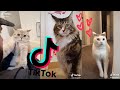 Cats Being Cats, Funny& Cute Kittens Compilation [TikTok 2021]🐱