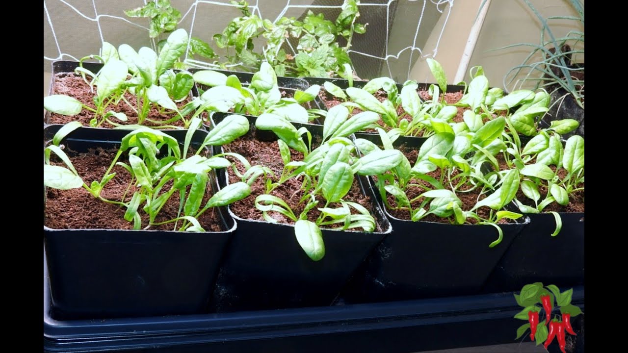 How To Grow Spinach Indoors In Pots Growing Baby Spinach At 2 Weeks