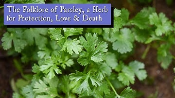 The Folklore of Parsley, a Herb for Protection, Love & Death