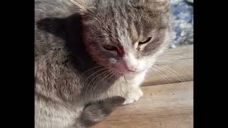 Cat meowing angry cat sounds