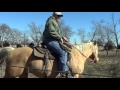 How To Stop a Horse Bucking - NEW Special Carrot Dust That Prevents Bucking