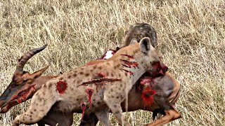 Hyenas attack and heavy fight with oryx  | Animals hunting | Animals videos